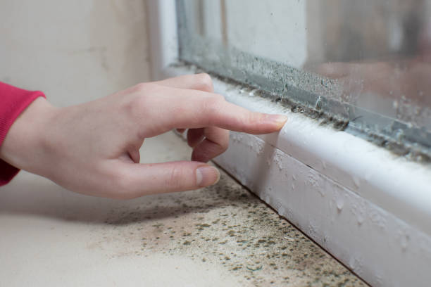  Chester, IL Mold Removal Pros