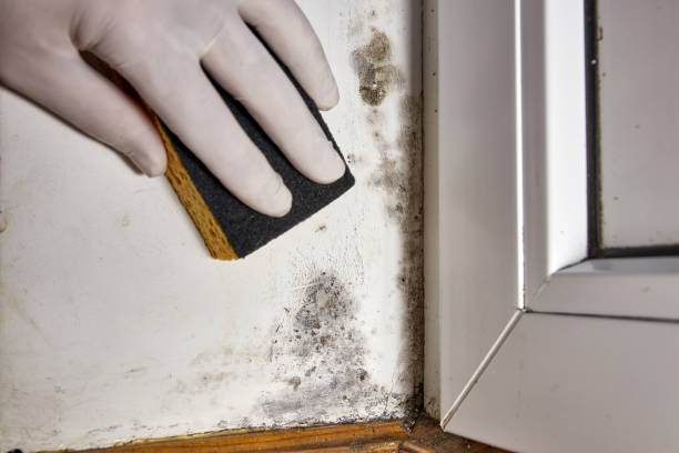 Best Mold Damage Restoration  in Chester, IL